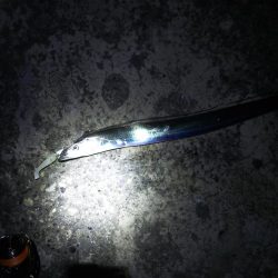 太刀魚釣りは楽しい